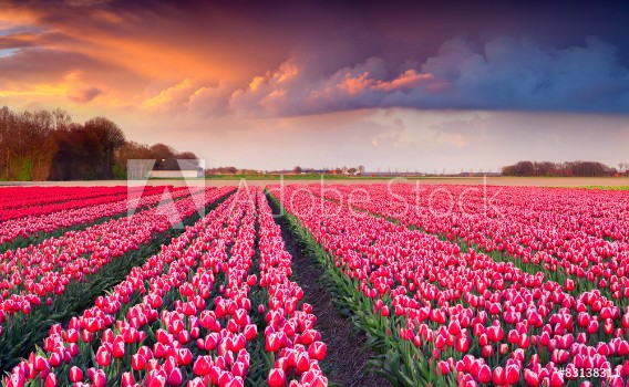 Bild på Colorful spring sunrise on the tulip farm near the Creil town